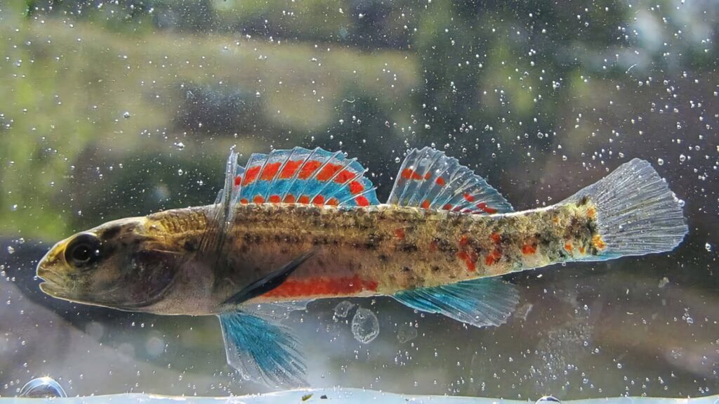 Colorful darter fish with blue orange red fins swimming in detailed vibrant underwater wallpaper