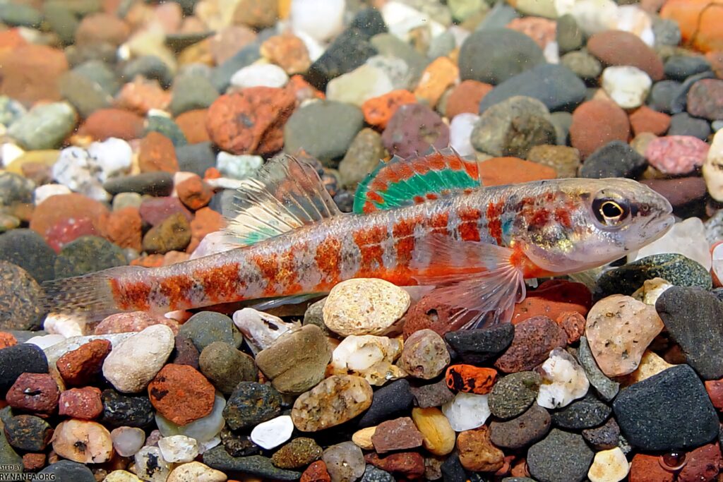 Colorful darter fish with orange red stripes resting on multicolored pebbles in freshwater Wallpaper