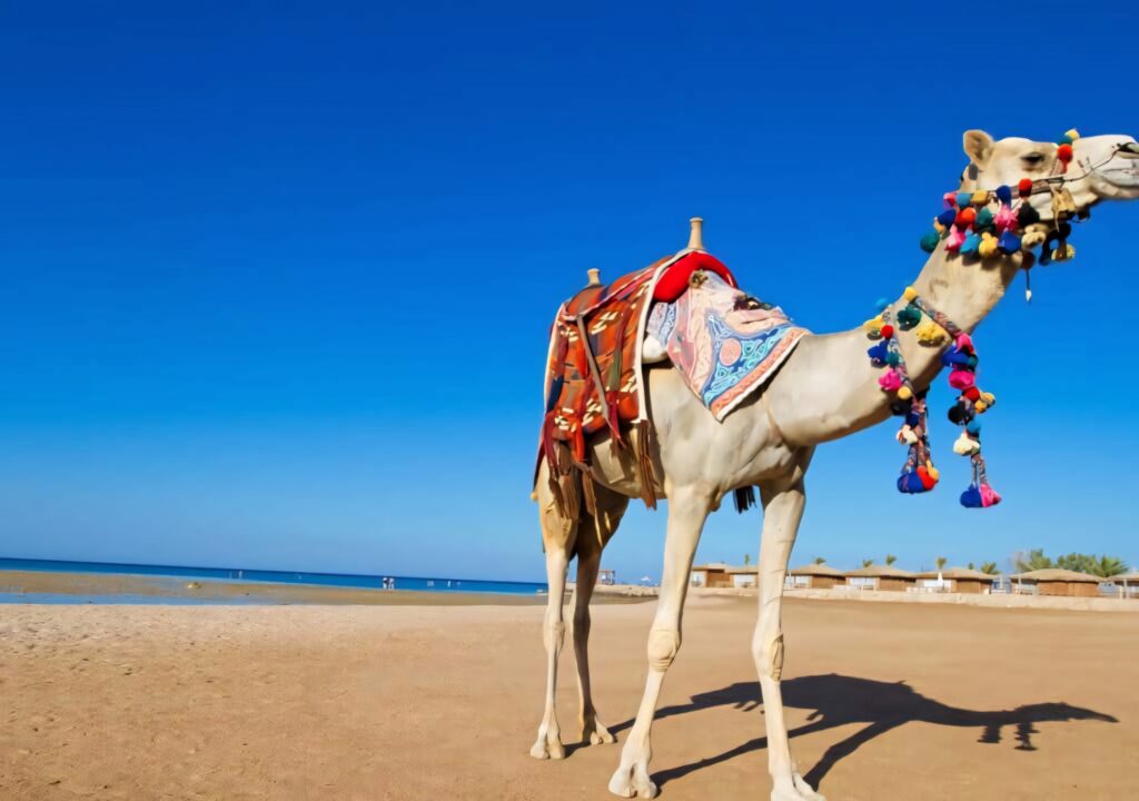 Brown camel with colorful decorations walking on sandy path under bright blue Middle East sky Wallpaper