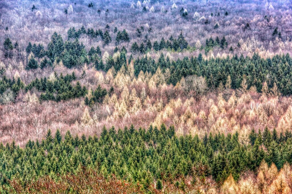 Vibrant dense forest wallpaper with trees in green yellow and brown detailed nature landscape