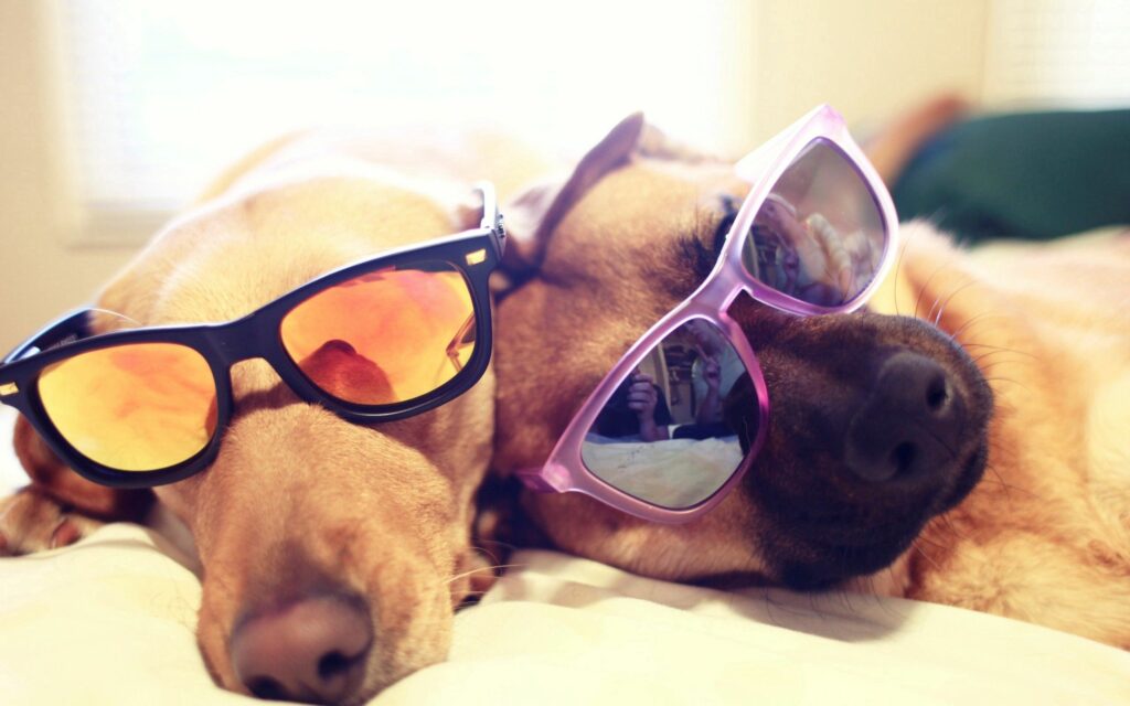 Vibrant Dog Wallpaper: Playful Pups in Colorful Sunglasses