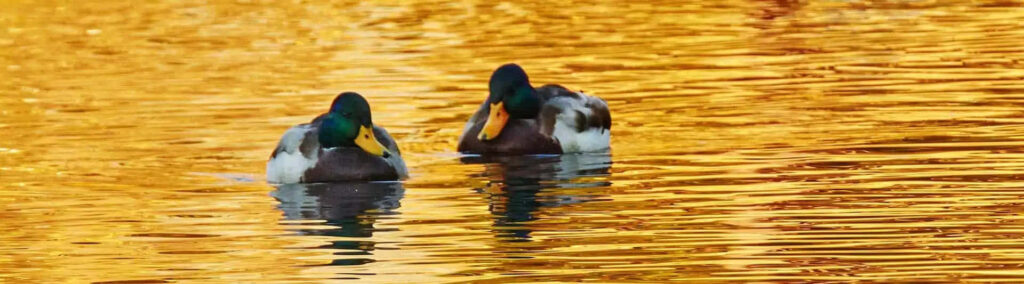 Colorful Ducks Floating on a Golden Pond - Serene Outdoor Wallpaper