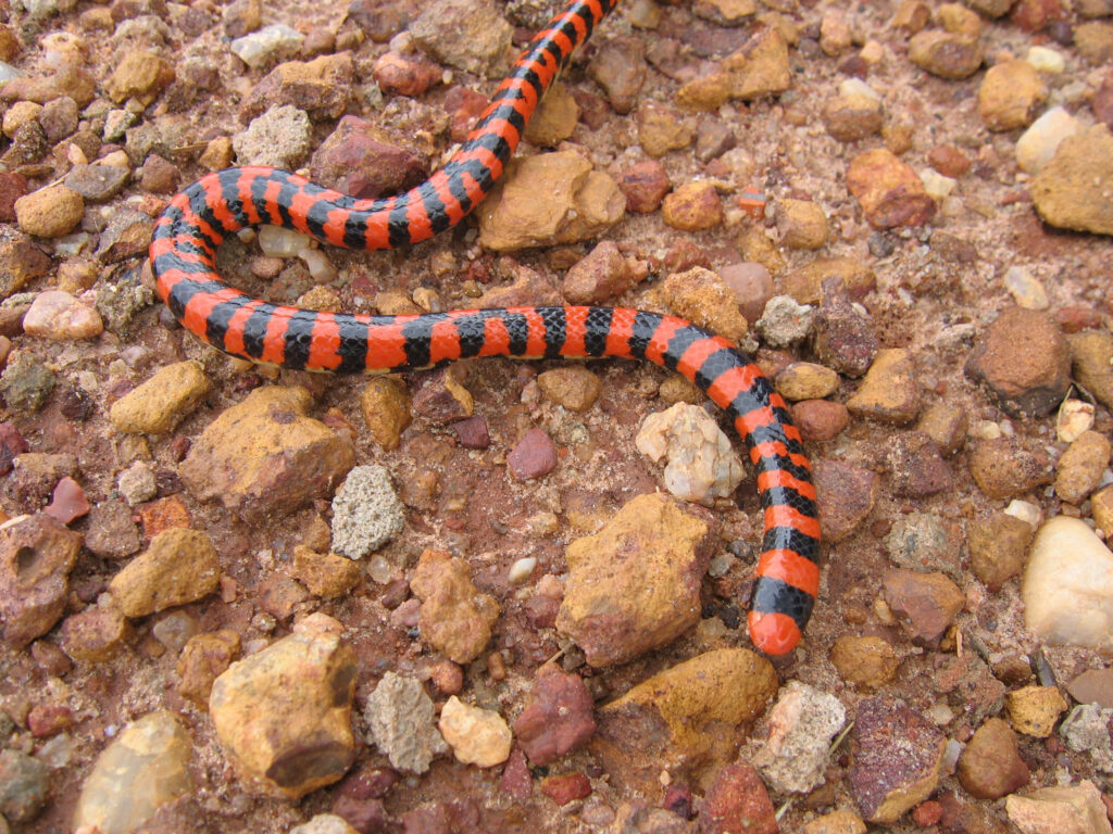 Vivid False Coral Snake Wallpaper on Rocky Terrain