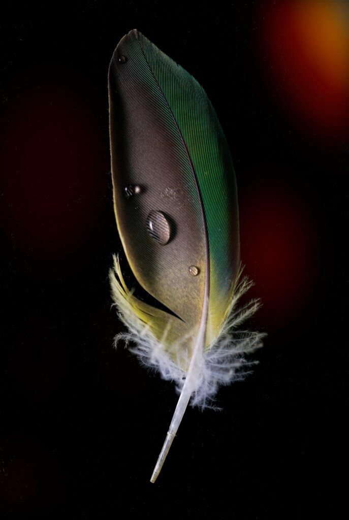 Vibrant Feather Macro Wallpaper with Water Droplets on Dark Background