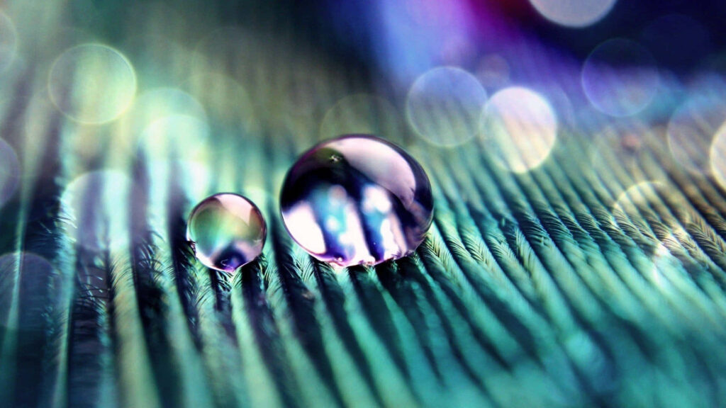Mesmerizing Water Droplets on Colorful Feather - Soothing Background Wallpaper