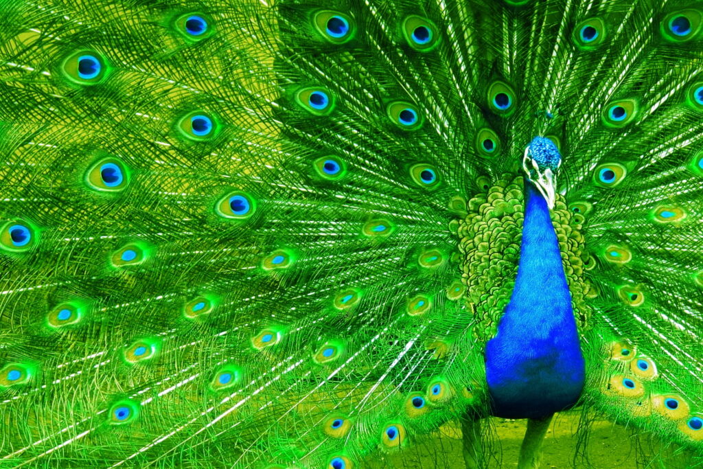 Vibrant Plumage: A Majestic Peacock Showcasing its Colorful Feathers in Nature Wallpaper