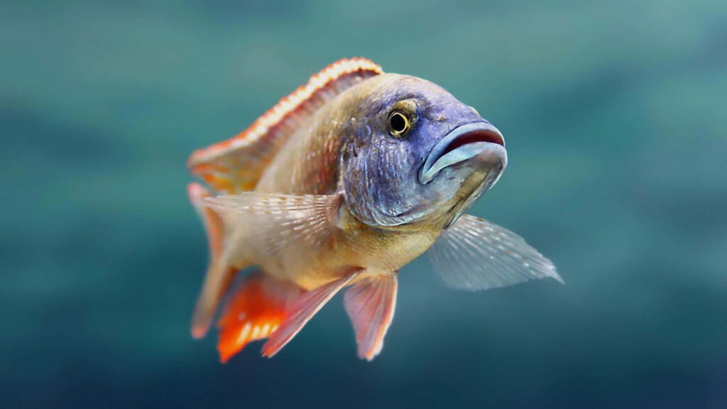 Whimsical Fish Wallpaper: Colorful & Humorous Aquatic Background