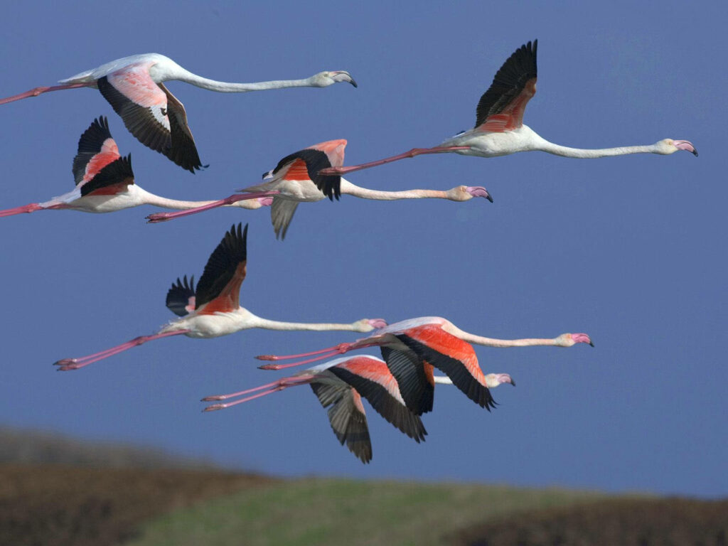 Vibrant Flamingo Wallpaper: Majestic Birds Soaring Above the Andes