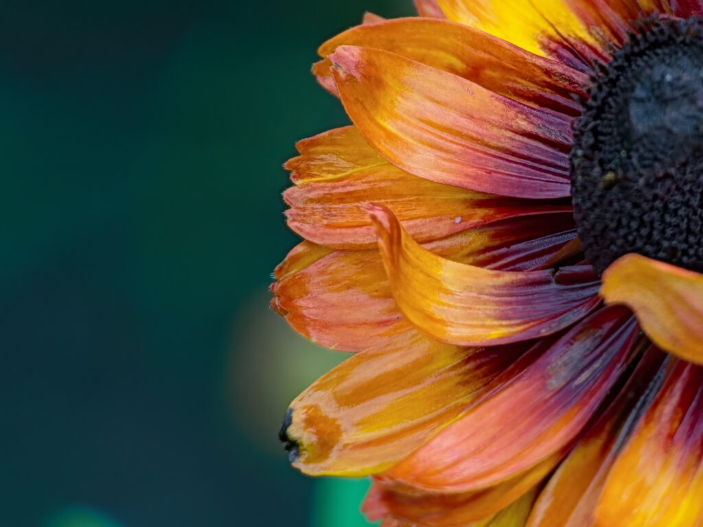 Vibrant Macro Flower Wallpaper: Bright Orange & Yellow Petals