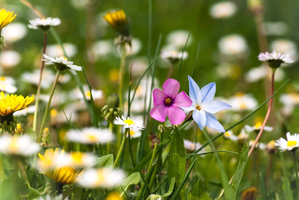 Vibrant Summer Meadow Wallpaper: Colorful Flowers & Lush Green Grass