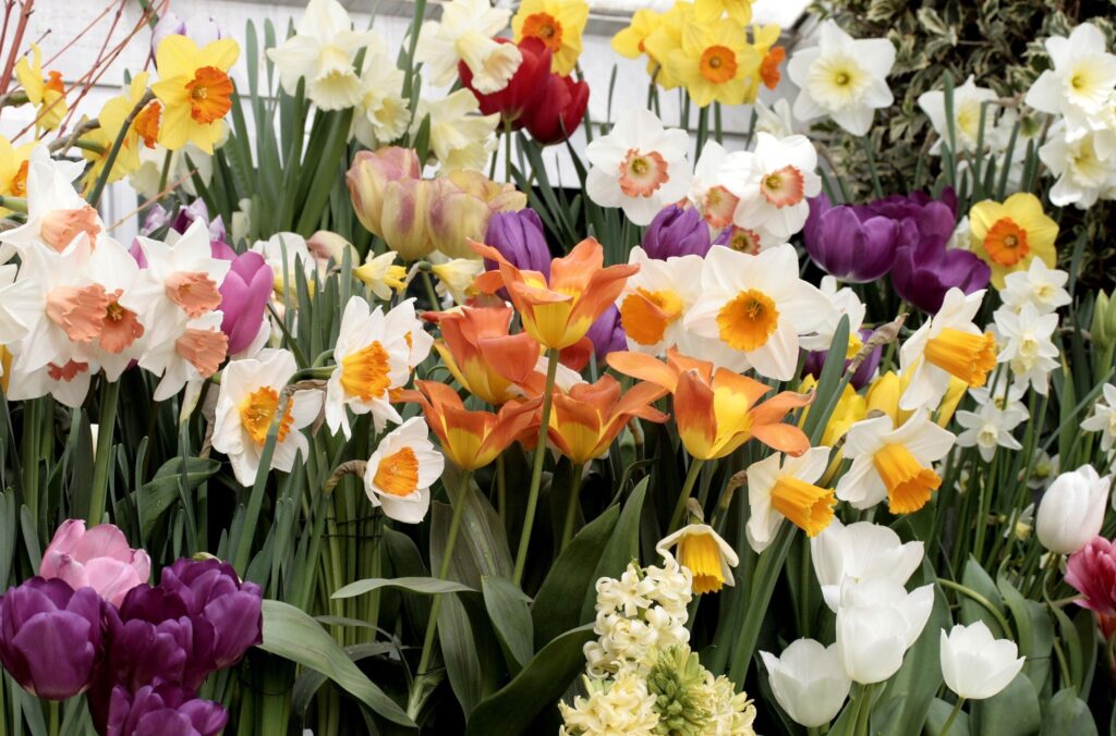 Vibrant Flowerbed Wallpaper: Colorful Daffodils, Tulips & Hyacinths