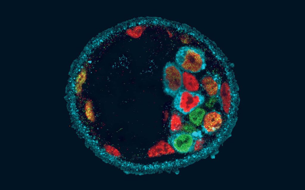 Fluorescence micrograph of neon blue blastocyst membrane with red and green cell clusters Wallpaper