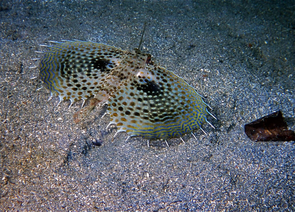 Vibrant Flying Gurnard Wallpaper: Colorful Underwater Scene