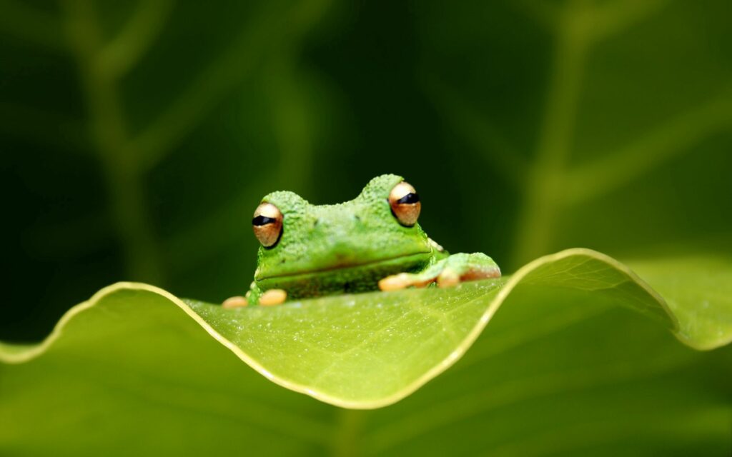 Curious Frog on Vibrant Green Leaf - 1920x1200 Wallpaper
