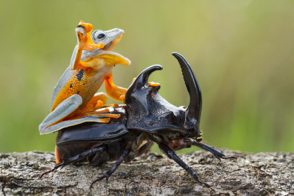 Whimsical Frog on Beetle: Colorful Contrast in Nature Wallpaper
