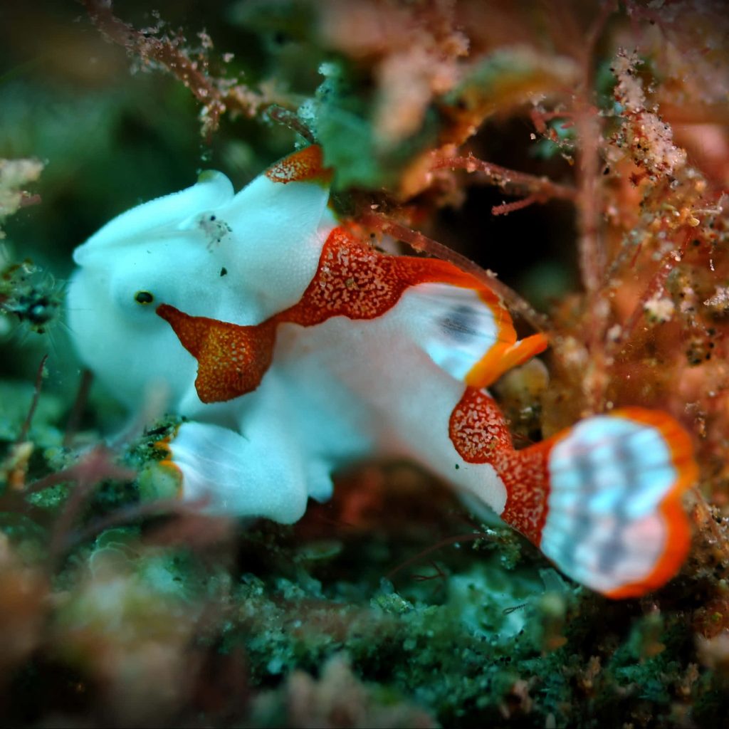 Macro photo of colorful white and orange frogfish camouflaged on textured underwater background Wallpaper