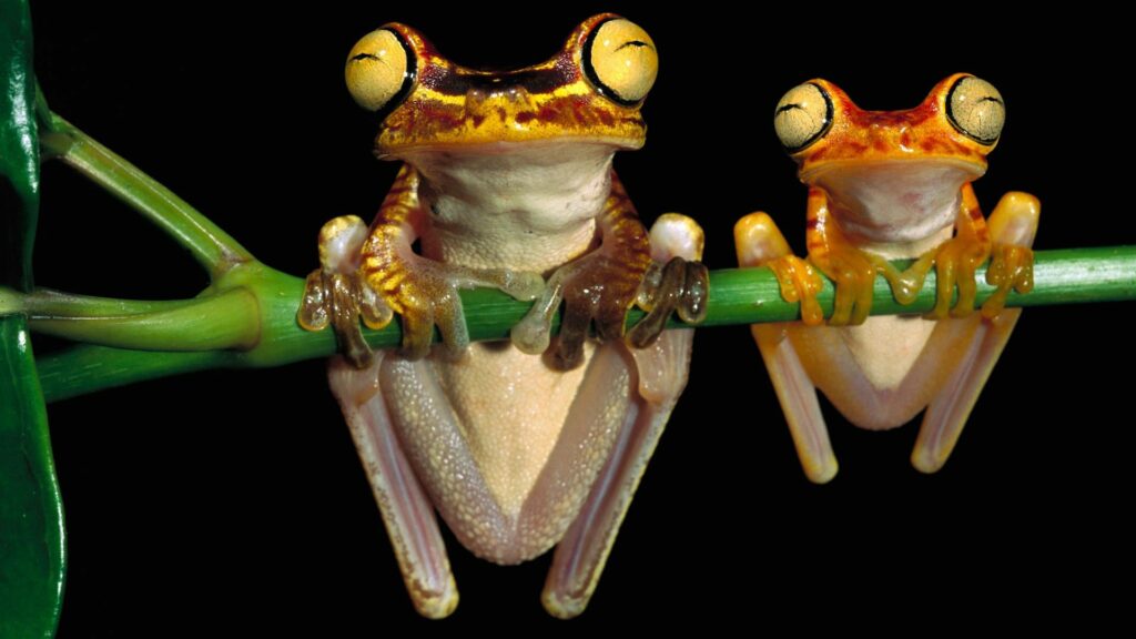 Colorful Frogs on Branch - Vibrant 1920x1080 Wallpaper Background