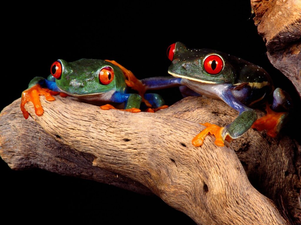 Captivating Colorful Frogs on Tree Branch - 1600x1200 Wallpaper