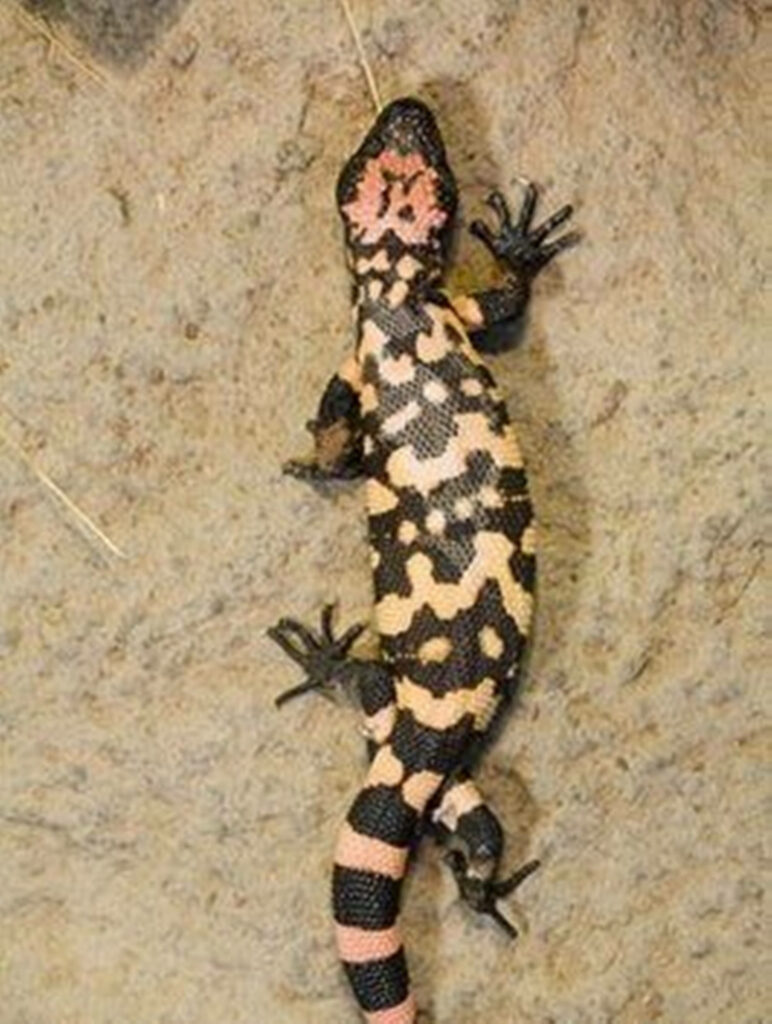 Vibrant Gila Monster Wallpaper: Overhead View of Pink & Black Scales