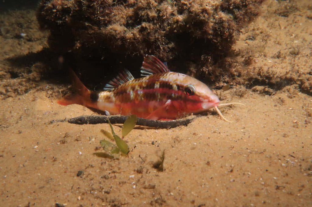 Colorful goatfish resting on sandy ocean floor near rocks in serene underwater scene wallpaper