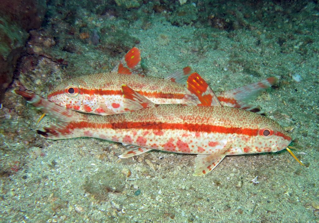 Pair of colorful goatfish with red stripes and chin barbels resting on sandy seabed marine wallpaper