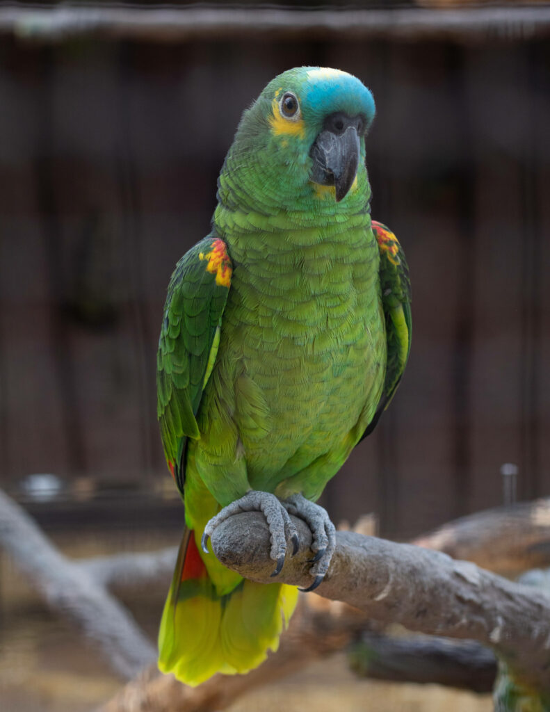 Colorful Green Parrot Wallpaper: Vibrant Plumage on a Branch