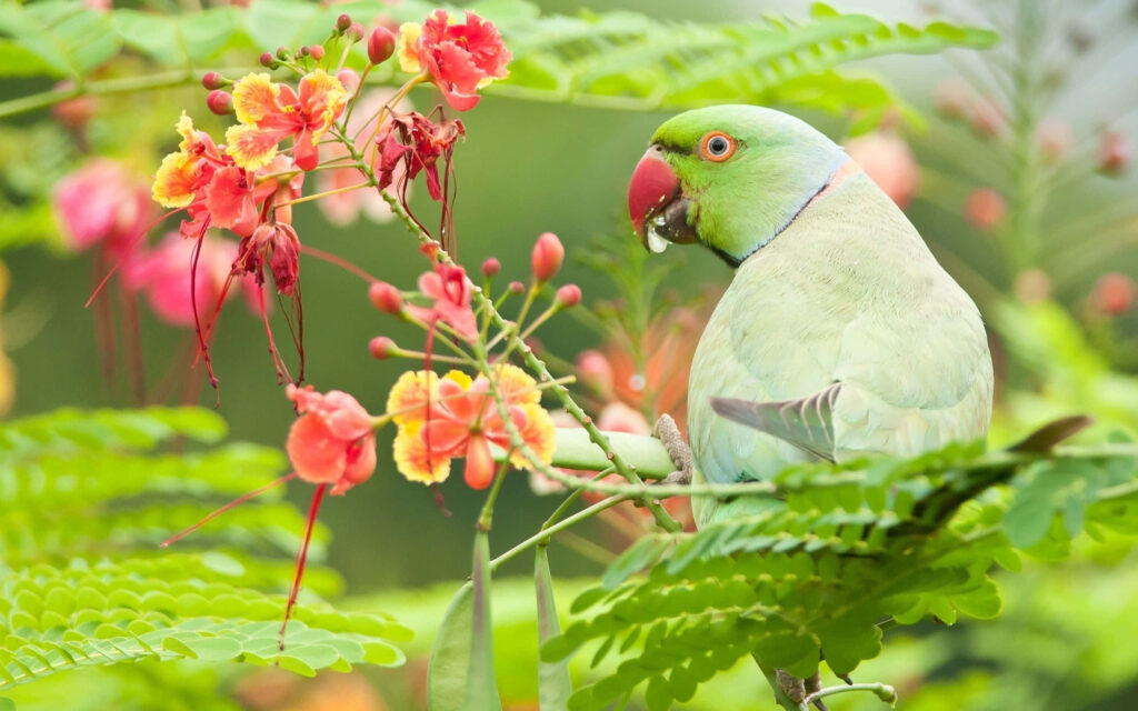 Vibrant Green Parrot on Blossom Branch - Colorful Nature Wallpaper