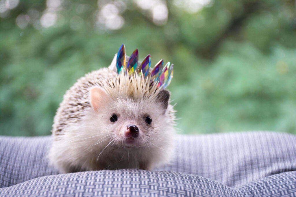 Adorable Hedgehog Wallpaper with Colorful Quills & Soft Background