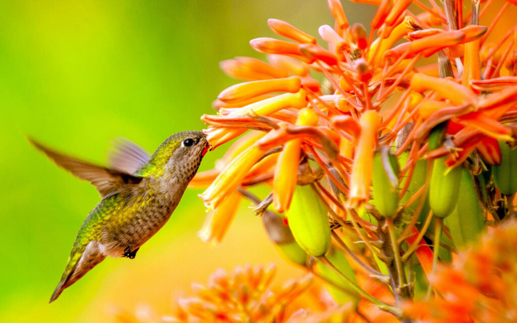 Vibrant Hummingbird Wallpaper with Bright Orange Flowers