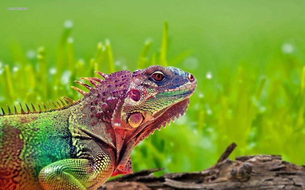 Colorful iguana with red purple green scales resting on log vibrant wildlife wallpaper background