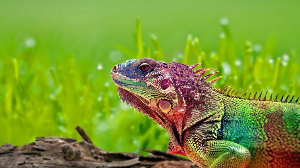 Colorful Iguana Wallpaper: Vibrant 1920x1080 Lush Green Background