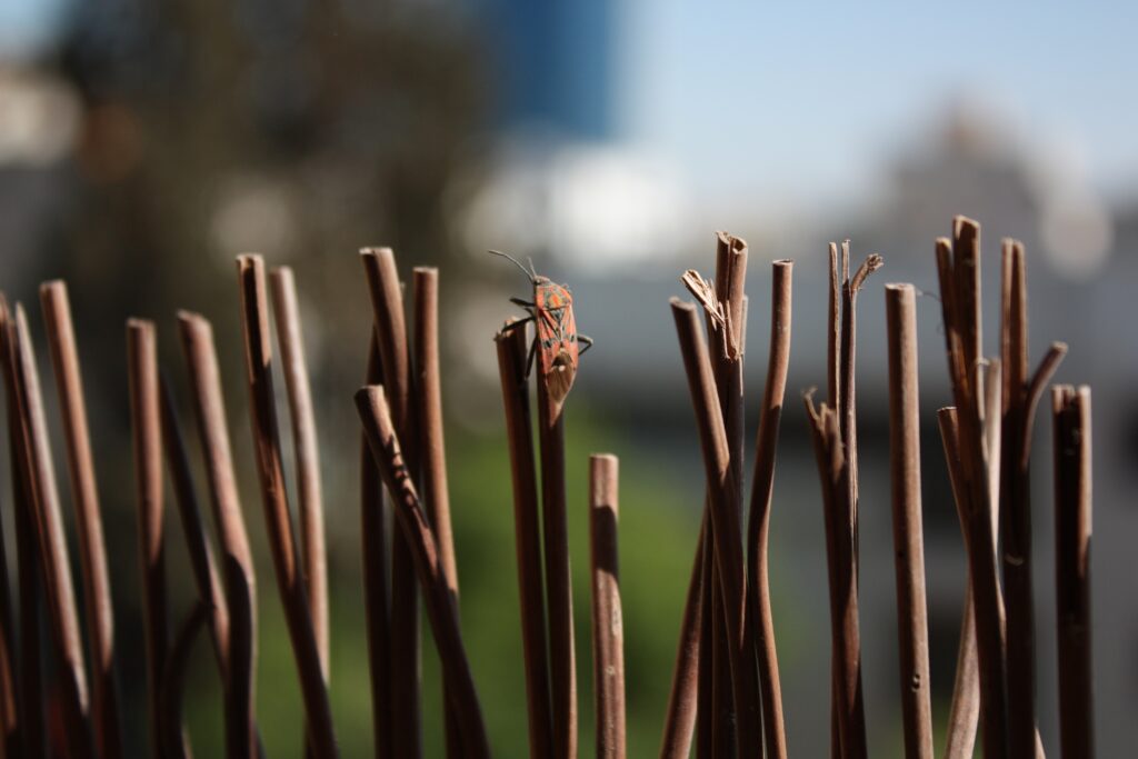 Colorful insect on slender brown rods with intricate details and natural camouflage in sunlight Wallpaper