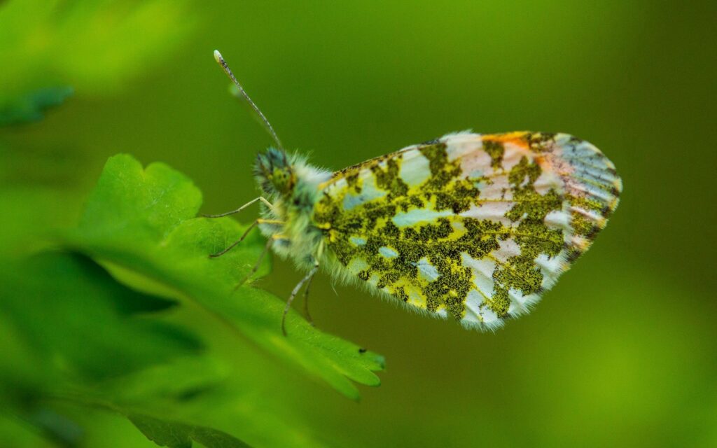 Colorful Insect Wallpaper: Close-Up on Vibrant Green Plant Details