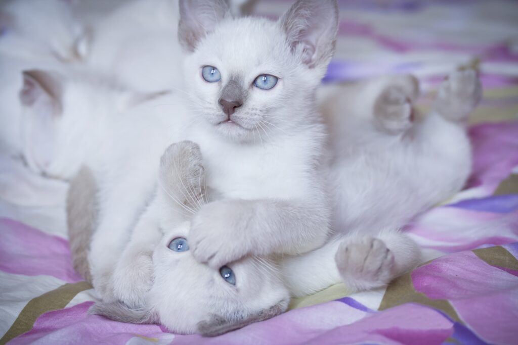Joyful Kittens with Blue Eyes on Colorful Floral Background Wallpaper