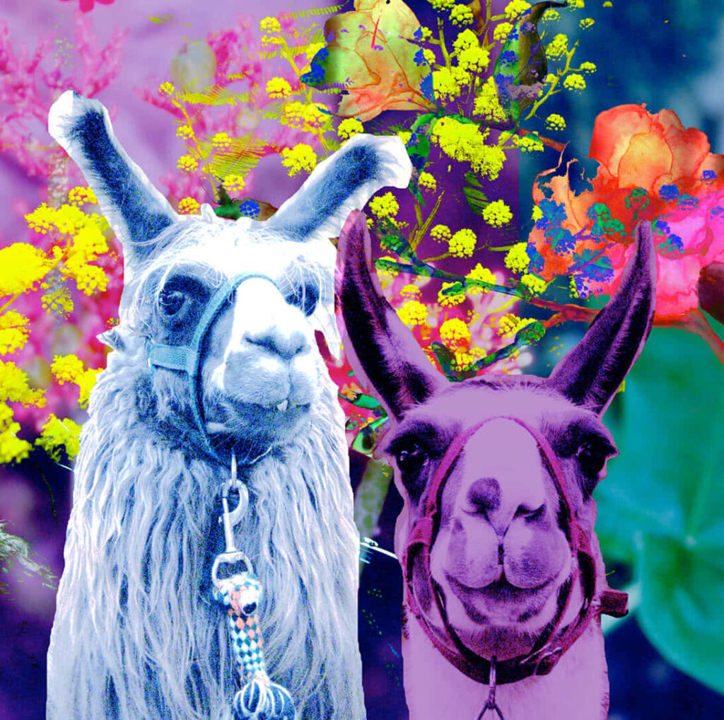 Playful Llamas Wallpaper: Colorful Floral Abstract Background