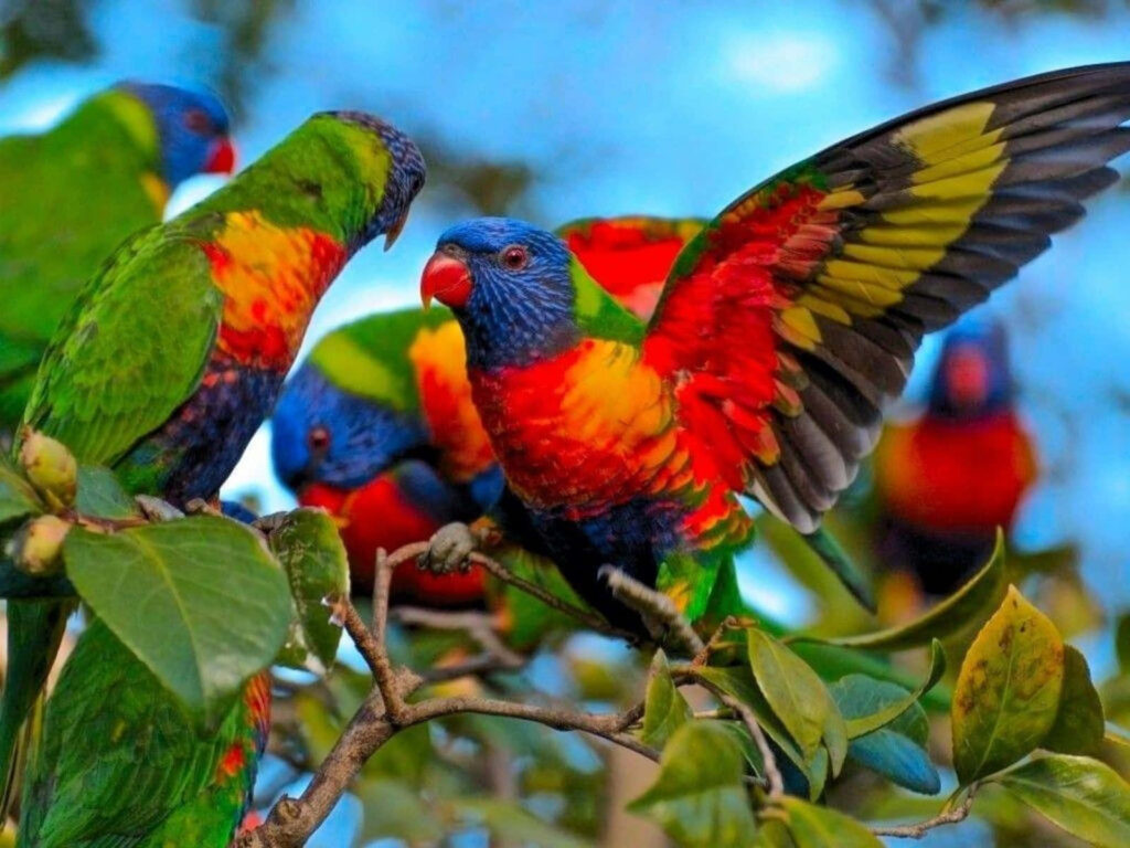 Colorful Lorikeets on Branch: Lively Nature Wallpaper