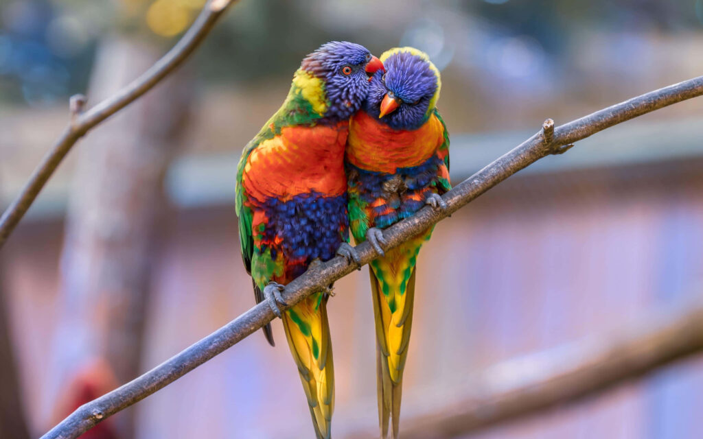 Colorful Lorikeets on Branch - Vibrant Nature Wallpaper
