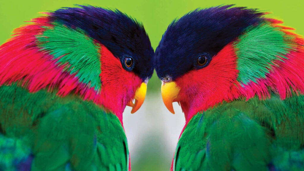 Colorful Lorikeets Wallpaper: Vibrant Birds on Blurred Green Background