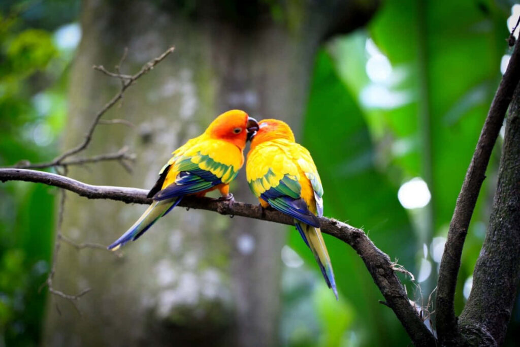 Colorful Lovebirds on a Branch: Vibrant Nature Wallpaper