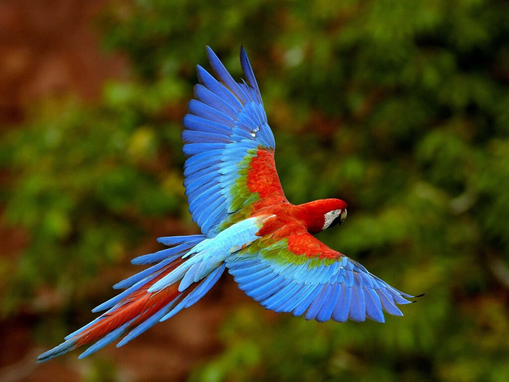 Colorful Macaw Mid-Flight Wallpaper - Lush Green Background