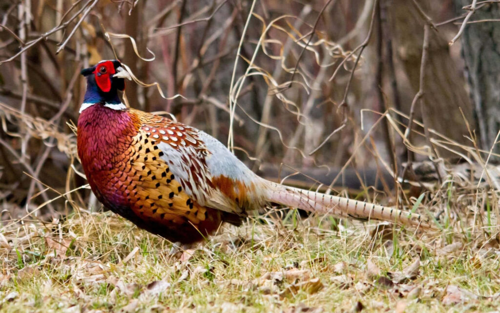 Vibrant Male Pheasant: Colorful Wallpaper in Natural Habitat