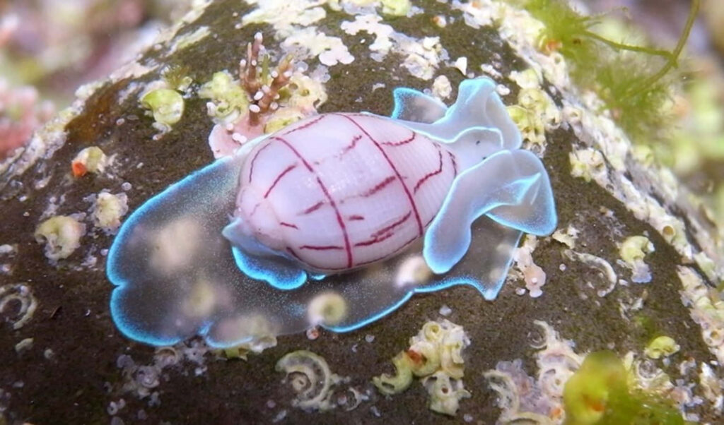 Colorful Nudibranch Wallpaper: Vibrant Marine Life on Rocky Surface