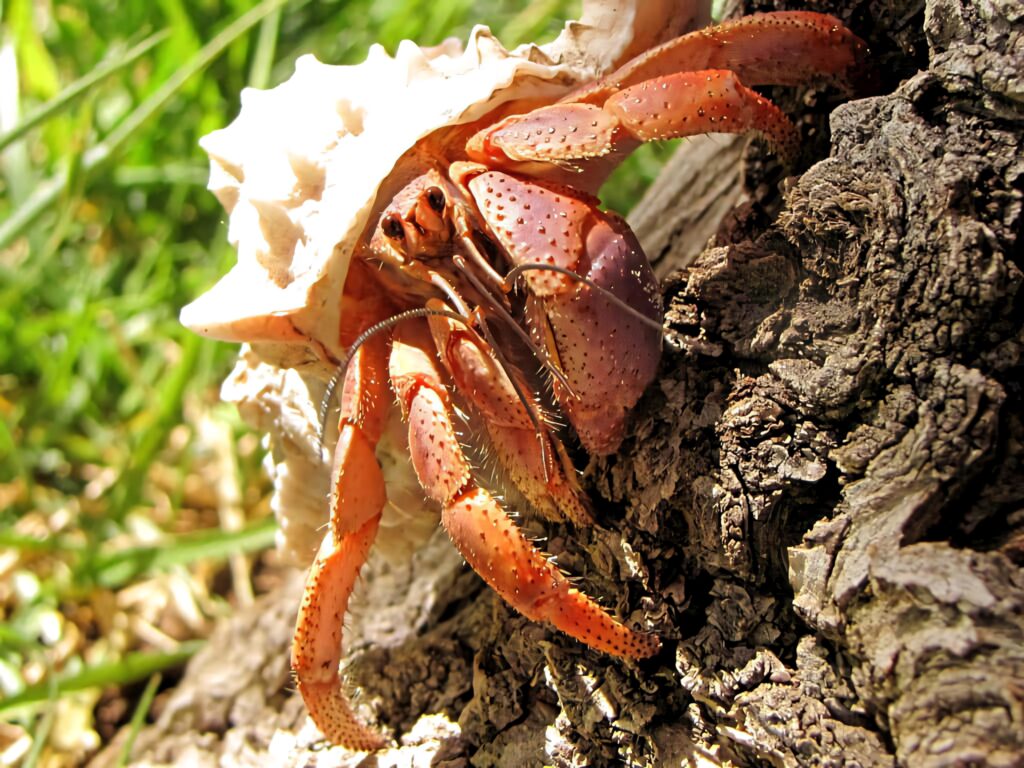 Colorful observation crab with pink purple claws on textured bark vibrant nature wallpaper background