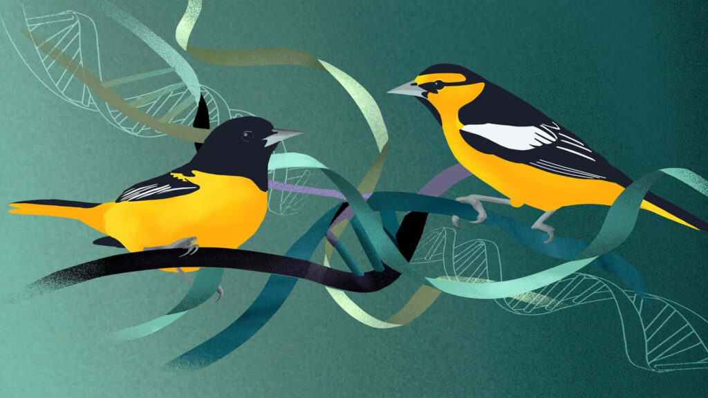 Vibrant Orioles on Artistic Branches: Stunning Colorful Wallpaper