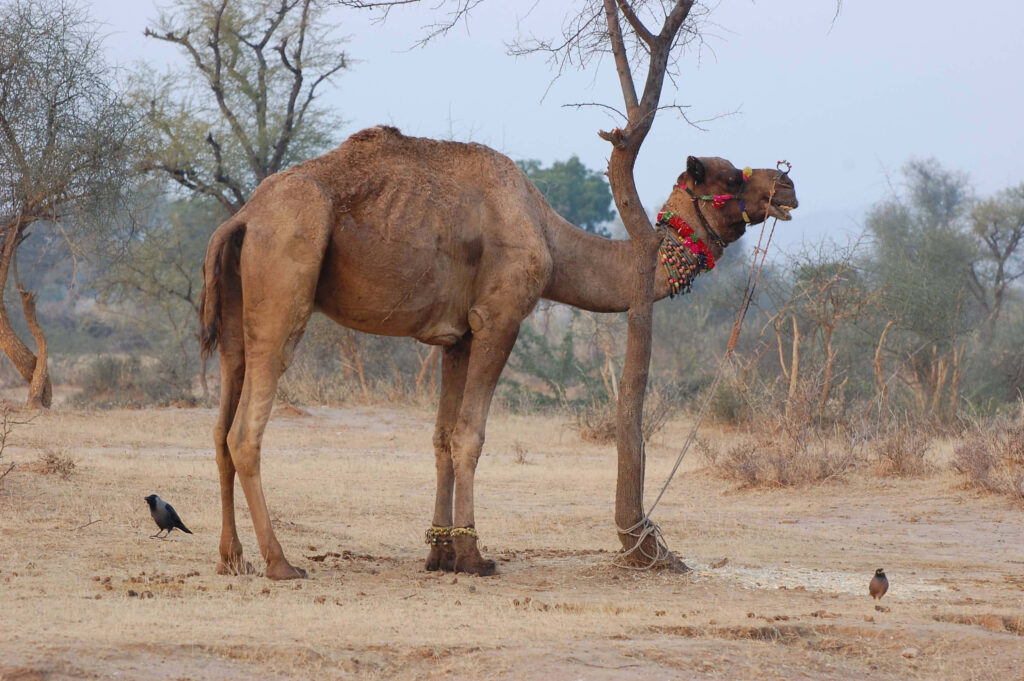 Colorful camel with ornaments beside slender tree in dry desert landscape with sparse vegetation Wallpaper
