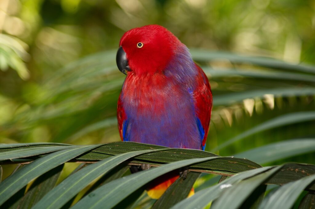 Colorful Parrot Among Lush Green Leaves - A Natural Beauty Wallpaper