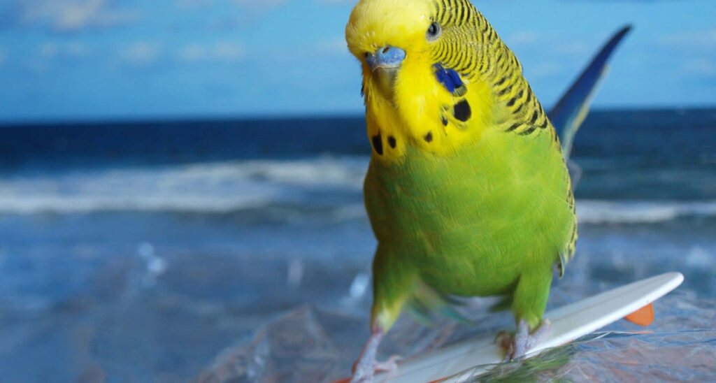 Colorful Parrot Surfing Wallpaper: Playful Ocean Scene Background