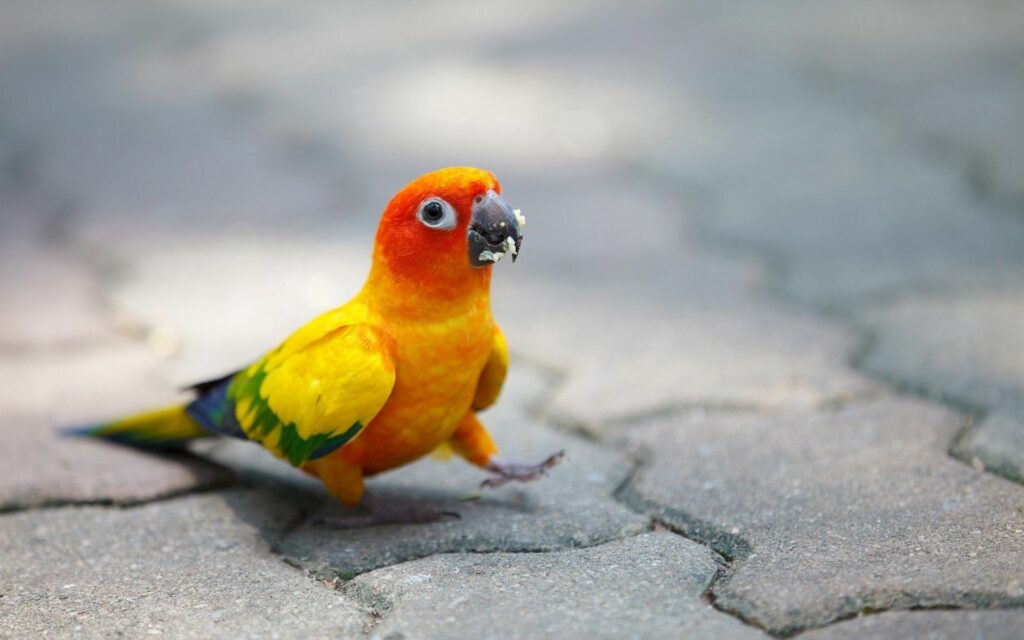 Colorful Parrot on Patterned Stone Path - Vibrant 1920x1200 Wallpaper