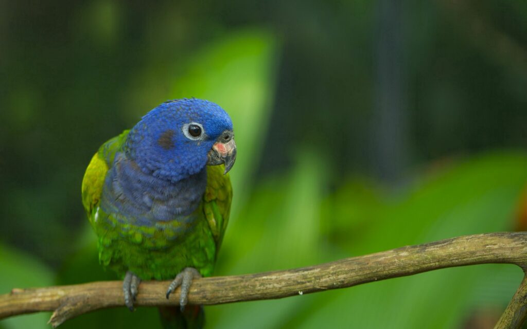 Colorful Parrot Wallpaper: Vibrant 2560x1600 Nature Background