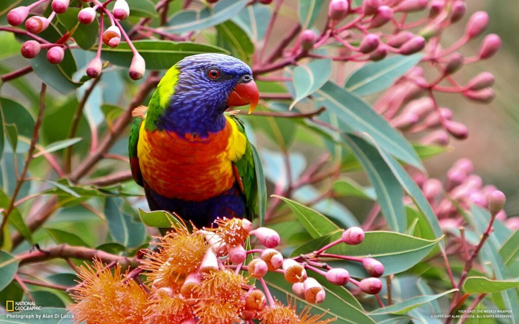Vibrant Parrot Wallpaper: Tropical Colors & Lush Greenery